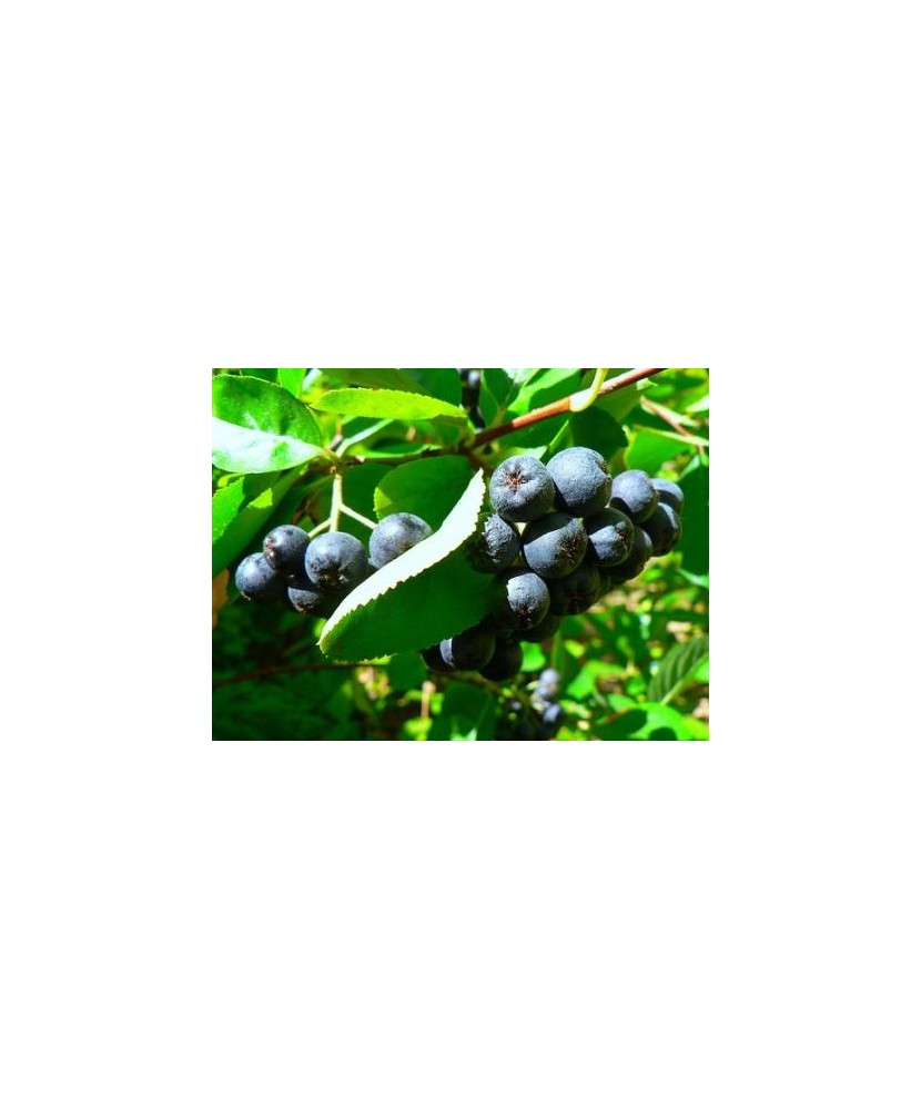 Aronia Nero, plante de 2 ani
