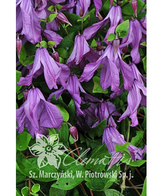 Clematis Pamiat Serdtsa GI...