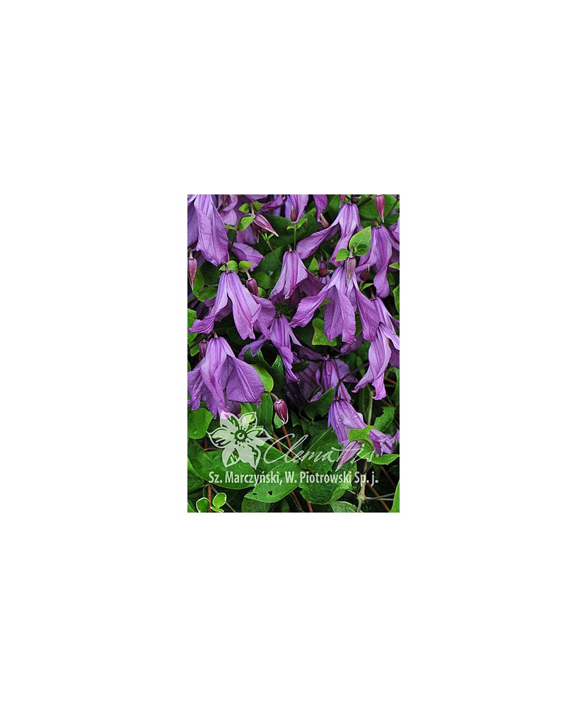 Clematis Pamiat Serdtsa GI C2 Integrifolia G.