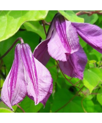 Clematis Pamiat Serdtsa GI C2 Integrifolia G.