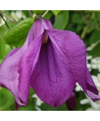 Clematis Pamiat Serdtsa GI C2 Integrifolia G.