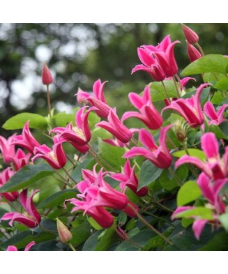 Clematis Princess Diana GTX C2 E Texensis G.