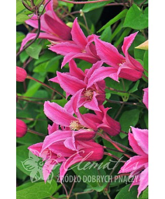 Clematis Princess Diana GTX C2 E Texensis G.