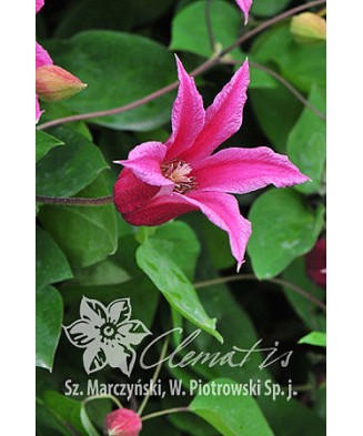 Clematis Princess Diana GTX C2 E Texensis G.