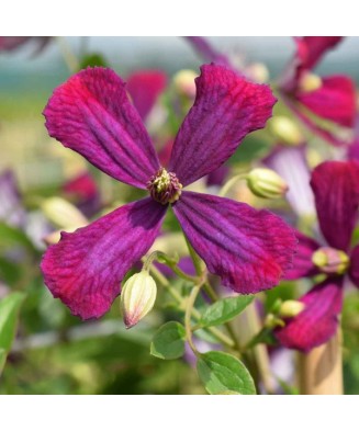 Clematis Sweet Summer Love PBR C2 E Flammula G.