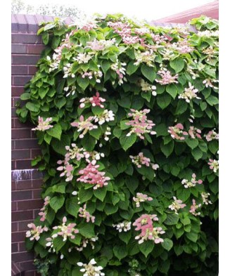 Hortensie, Hydrangea hydrangeoides Roseum C2