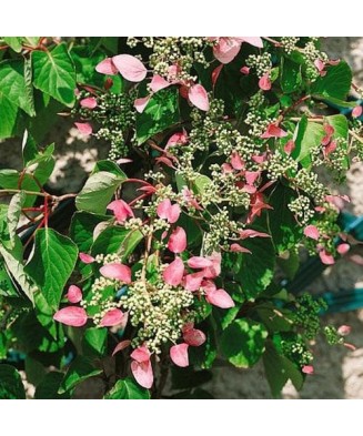 Hortensie, Hydrangea hydrangeoides Roseum C2