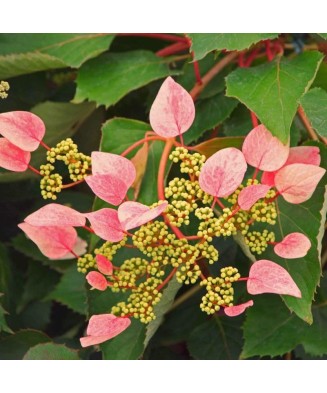 Hortensie, Hydrangea hydrangeoides Roseum C2