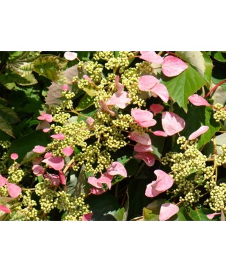 Hortensie, Hydrangea hydrangeoides Roseum C2