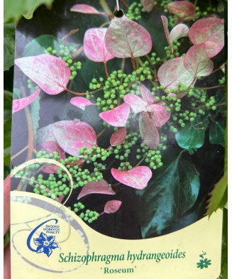 Hortensie, Hydrangea hydrangeoides Roseum C2