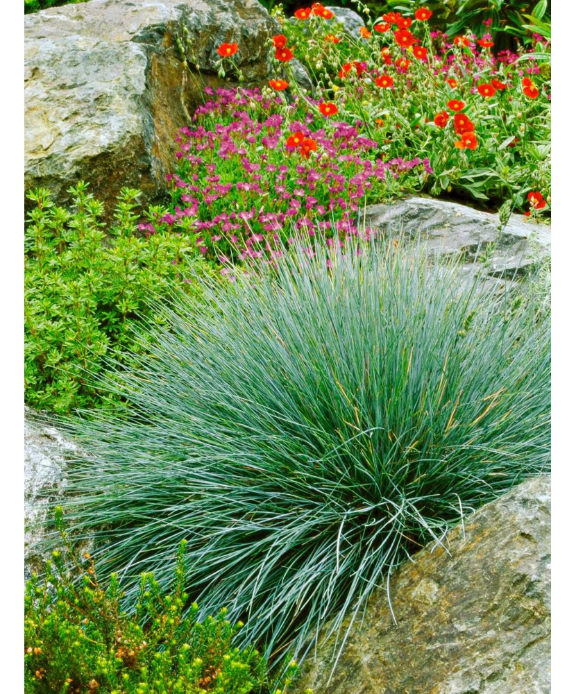 IARBA DECORATIVA - Festuca Glauca - GHIVECI