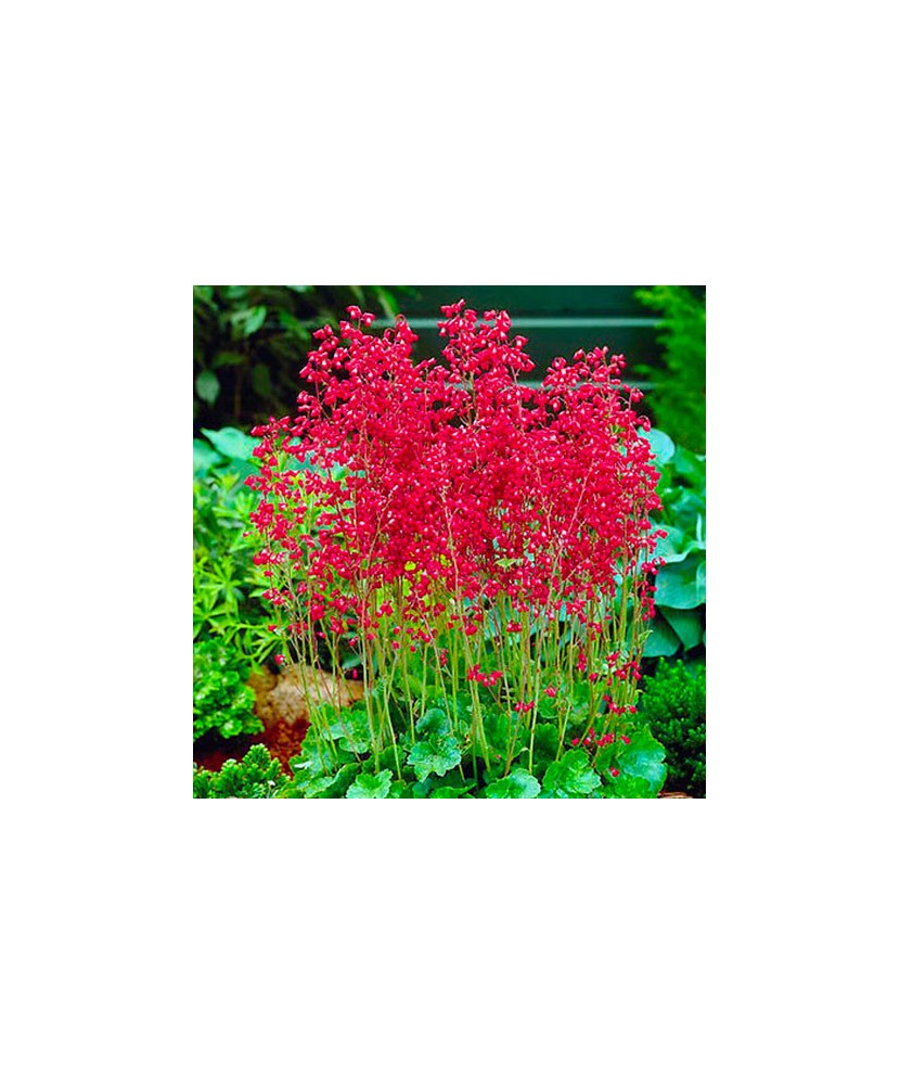 HEUCHERA SANGUINEA LEUCHTKAFER- ghiveci