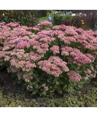 SEDUM AUTUM JOY - ghiveci