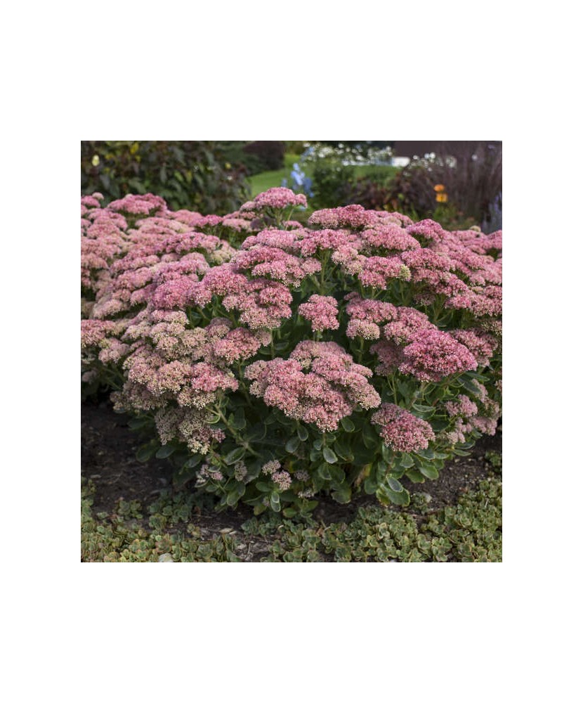 SEDUM AUTUM JOY - ghiveci