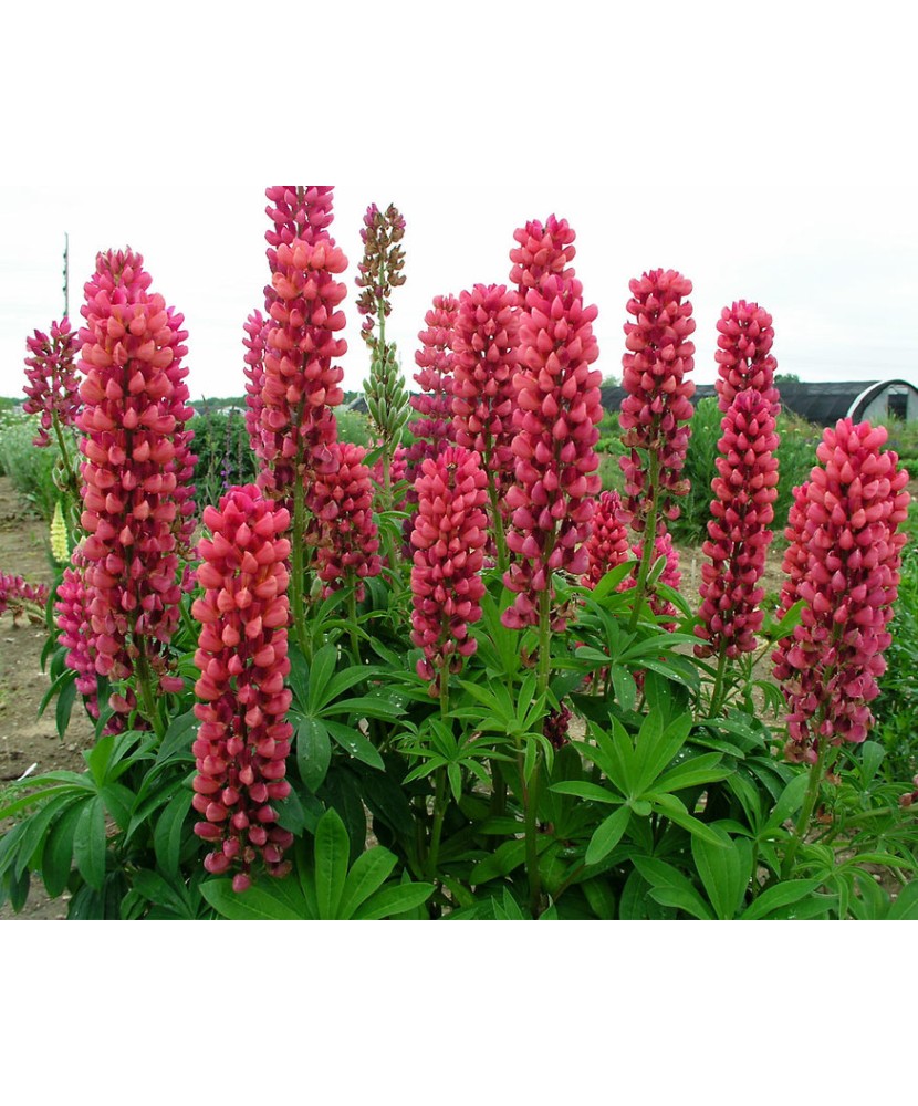 LUPINUS P. LEGENDARY RED SHADES - CAFELUTE ROSII - ghiveci