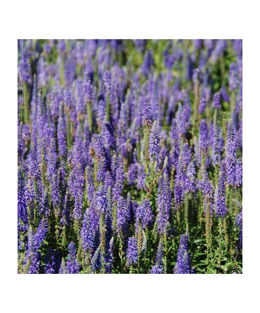 VERONICA SPICATA NANA BLAUTEPPICH - ghiveci