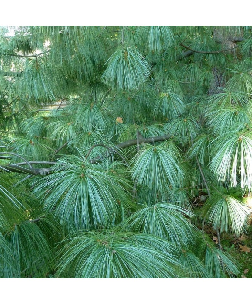 PINUS GRIFFITTI - PIN DE HIMALAIA - ghiveci