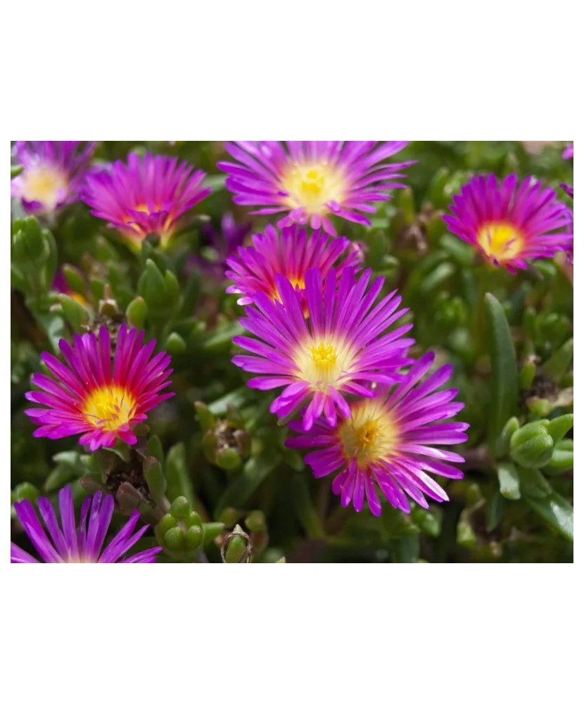 Floarea de cristal roz - DELOSPERMA COOPERI DELMARA PINK - ghiveci