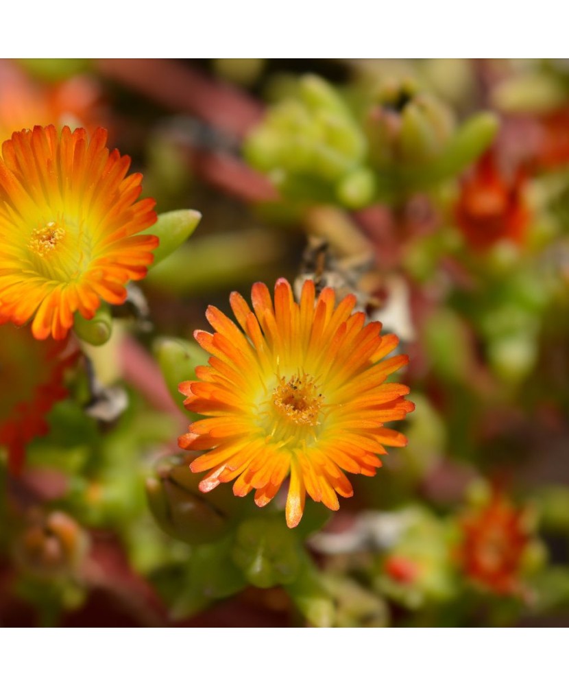 Floarea de cristal roz -DELOSPERMA COOPERI DELMARA ORANGE - ghiveci