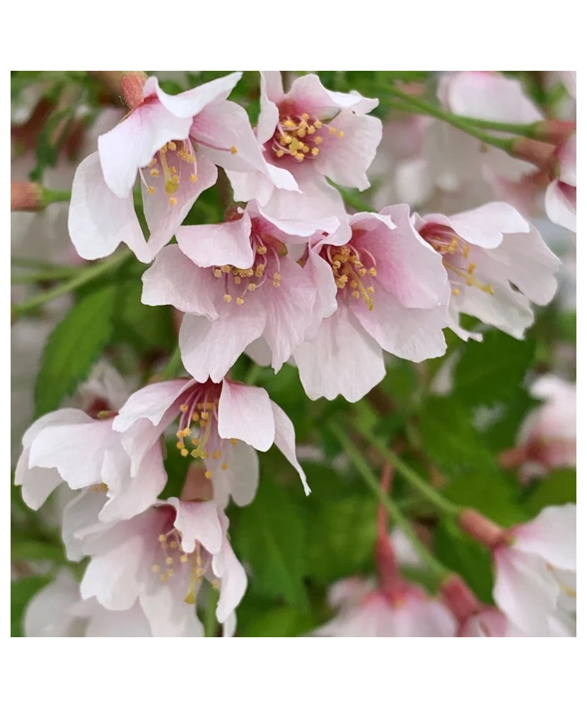 Arbust ornamental,Prunus incisa ‘Kojou-no-Mai- Cires Japonez - ghiveci P10