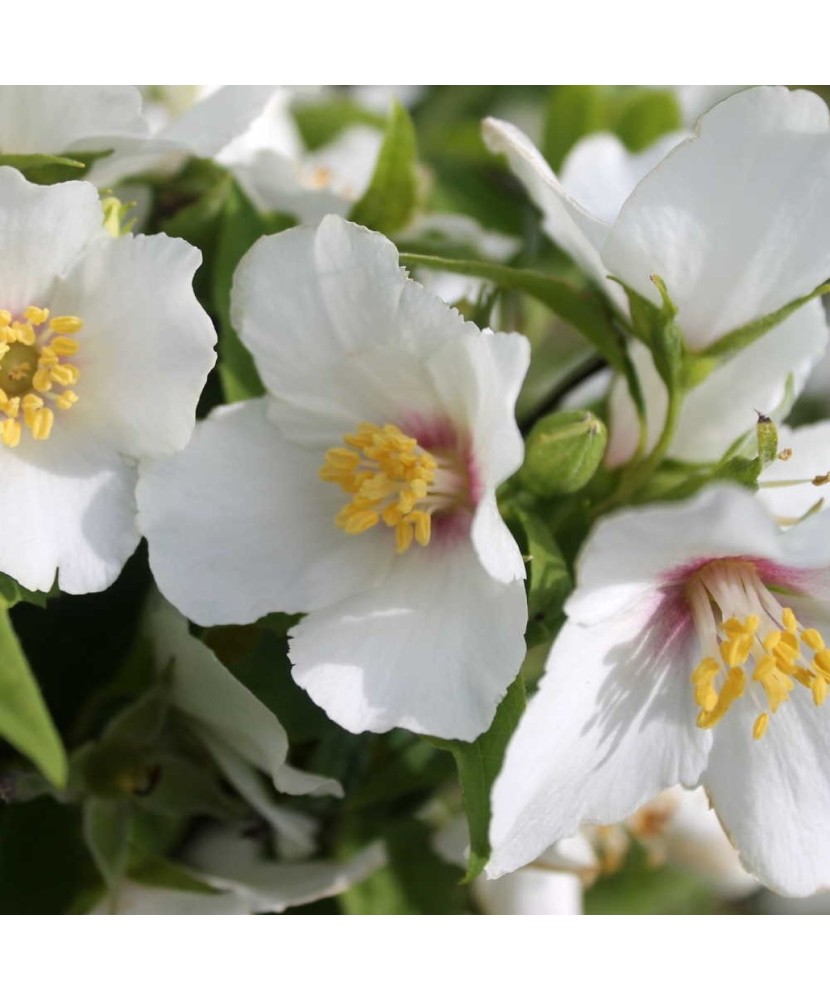 PHILADELPHUS BELLE ETOILE - IASOMIE - ghiveci