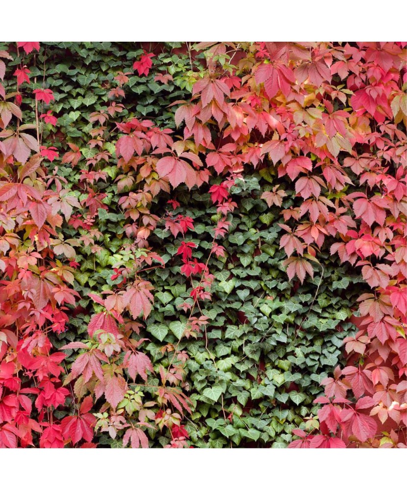 PARTHENOCISSUS QUINQUEFOLIA - VITA DE CANADA - ghiveci