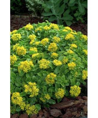 Iarbă de șoaldina - SEDUM...