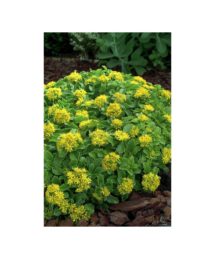 Iarbă de șoaldina - SEDUM SELSKIANUM COVORAS STANCARIE - ghiveci