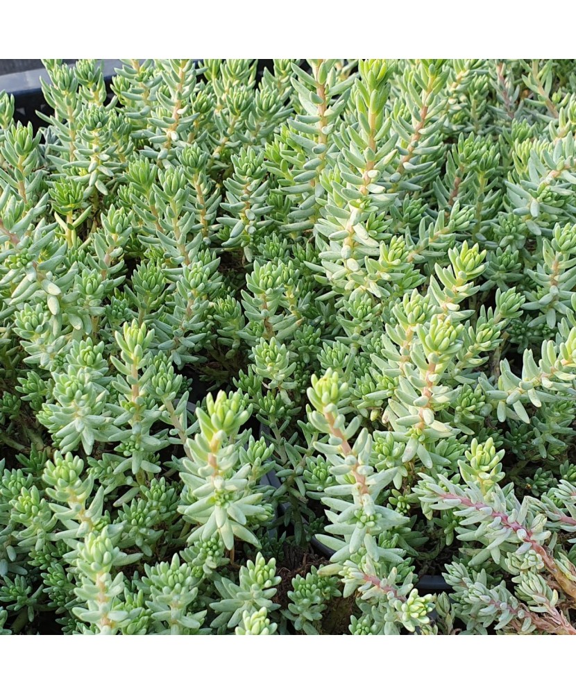 SEDUM REFLEXUM - IARBA DE SOLDINA - ghiveci