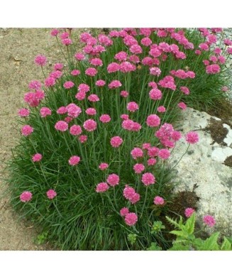 ARMERIA MARITIMA SPLENDENZ...