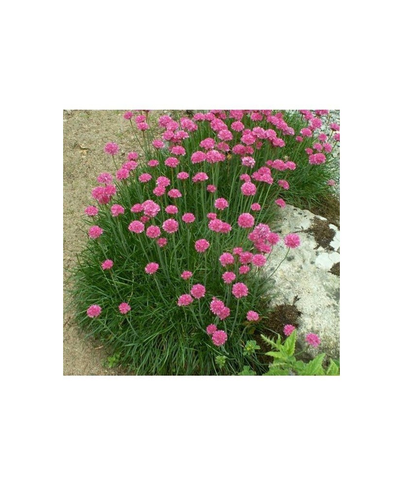 ARMERIA MARITIMA SPLENDENZ ROZ CICLAM - GHIVECI