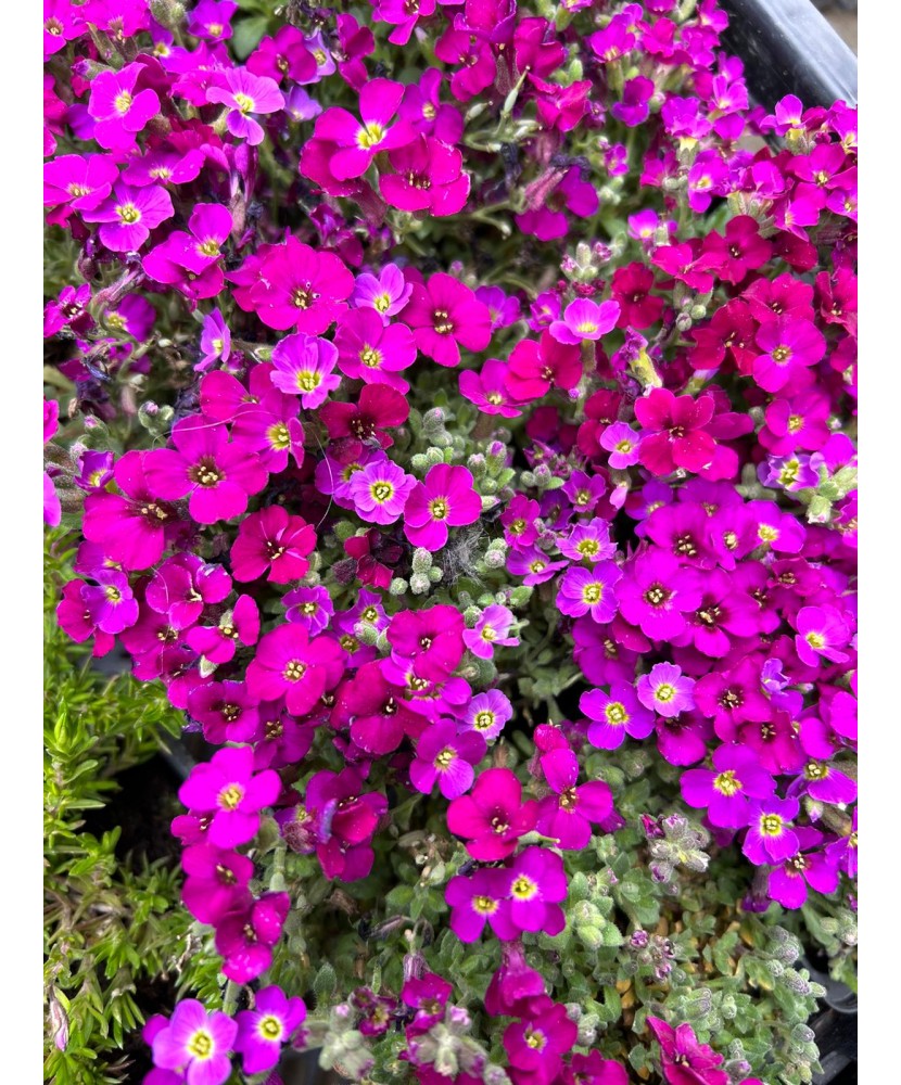 AUBRIETA ROZ BURGUNDY - GHIVECI