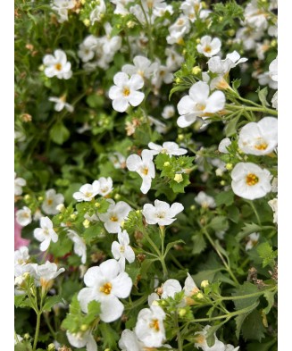 BACOPA ALBA CURGATOARE -...