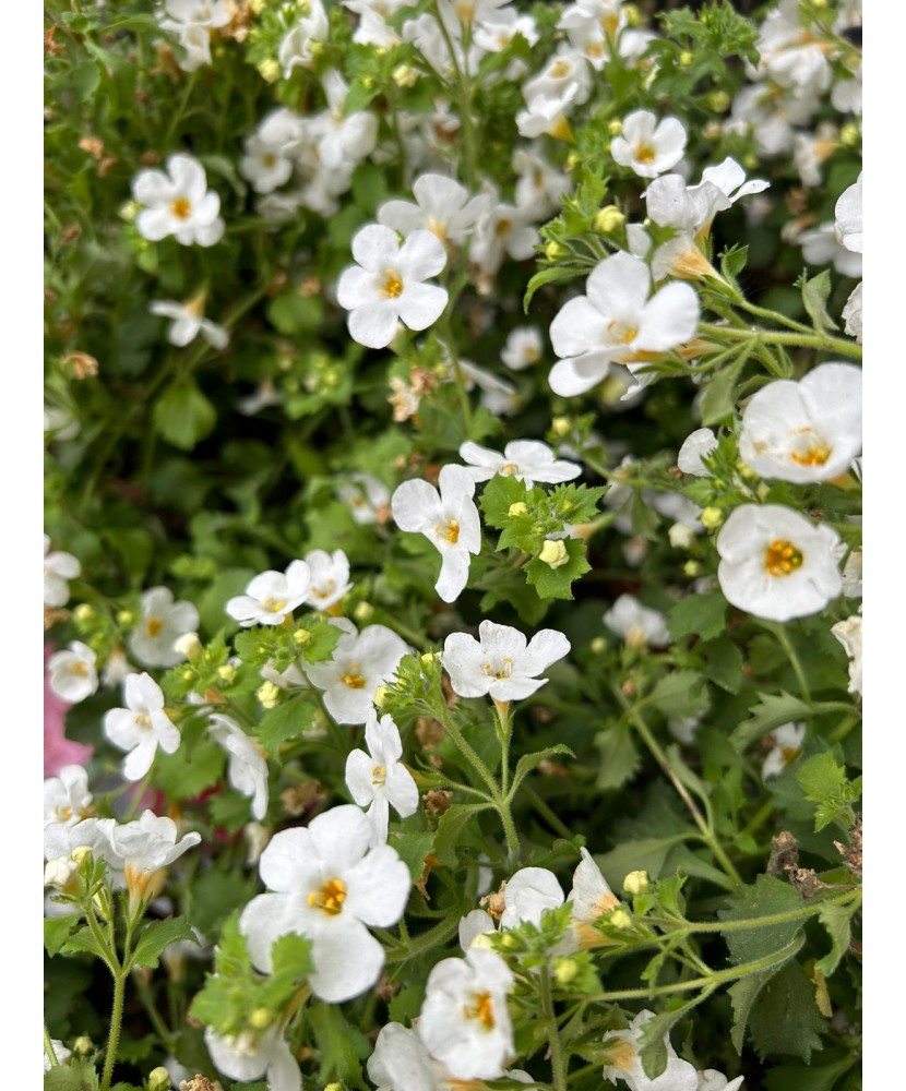 BACOPA ALBA CURGATOARE - GHIVECI