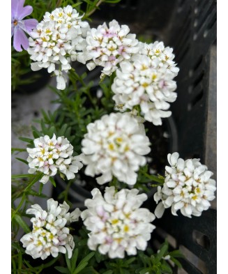 IBERIS ALB - GHIVECI