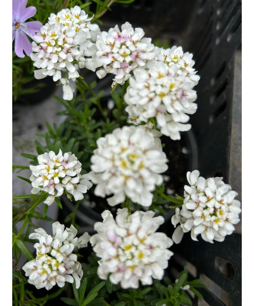 IBERIS ALB - GHIVECI