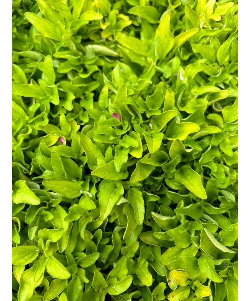 OREGANO GALBEN - GHIVECI