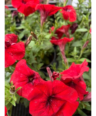 PETUNIE ROSIE CURGATOARE -...