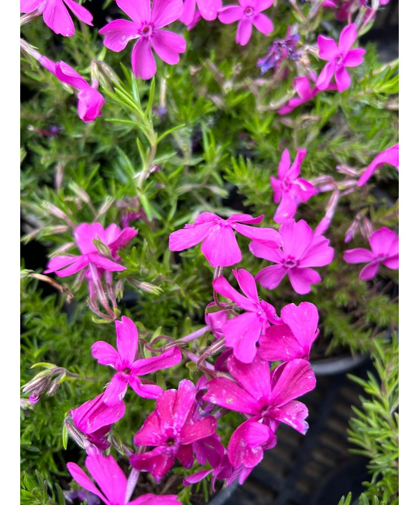 PHLOX SUBULATA ROZ ( BRUMARELE) - GHIVECI