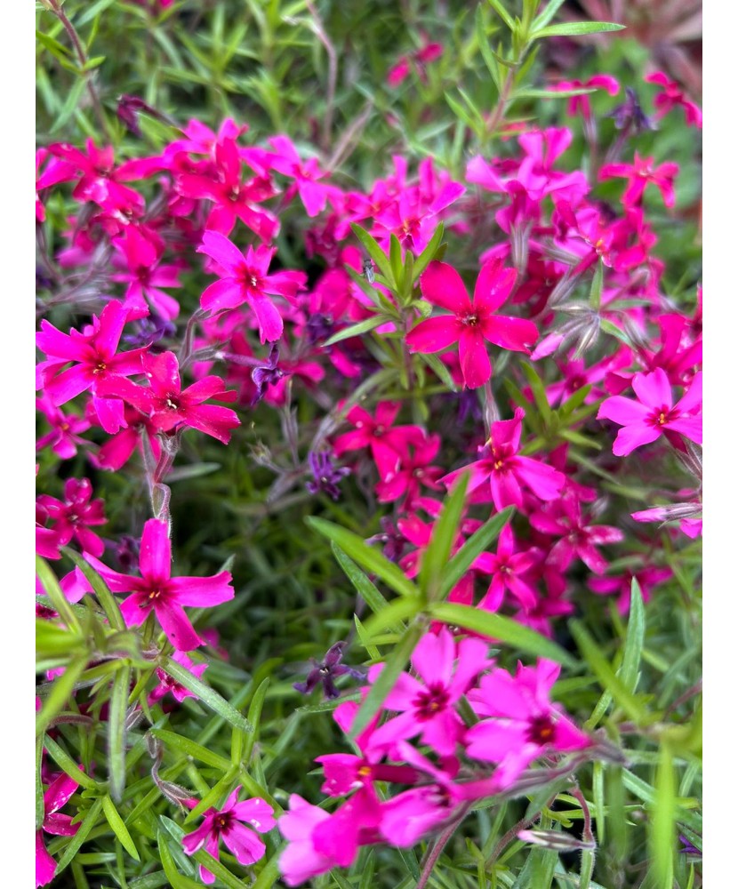 PHLOX SUBULATA ROZ CICLAM - GHIVECI