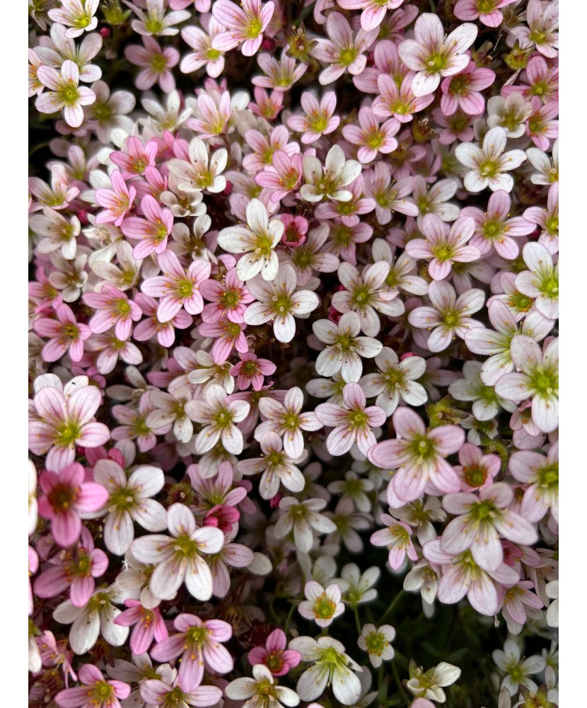 SAXIFRAGA APPLEBLOSSOM - GHIVECI
