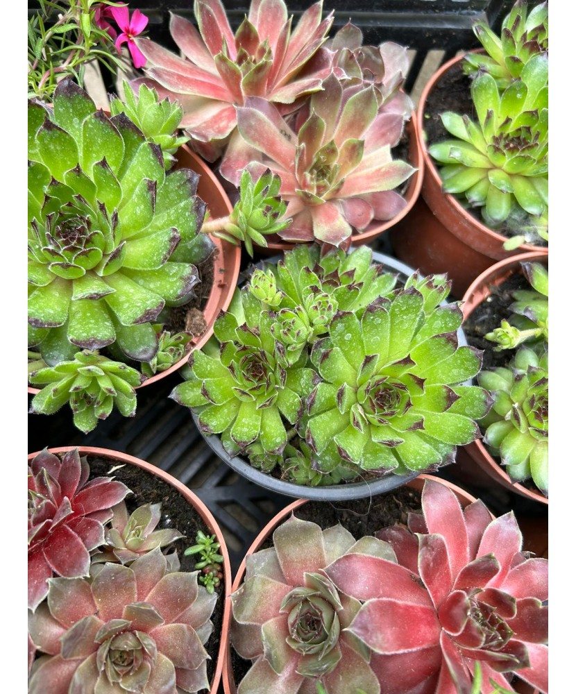 SEMPERVIVUM TECTORUM - GHIVECI