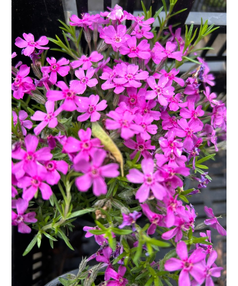 PHLOX SUBULATA ROZ DESCHIS LITTLE KISS - GHIVECI