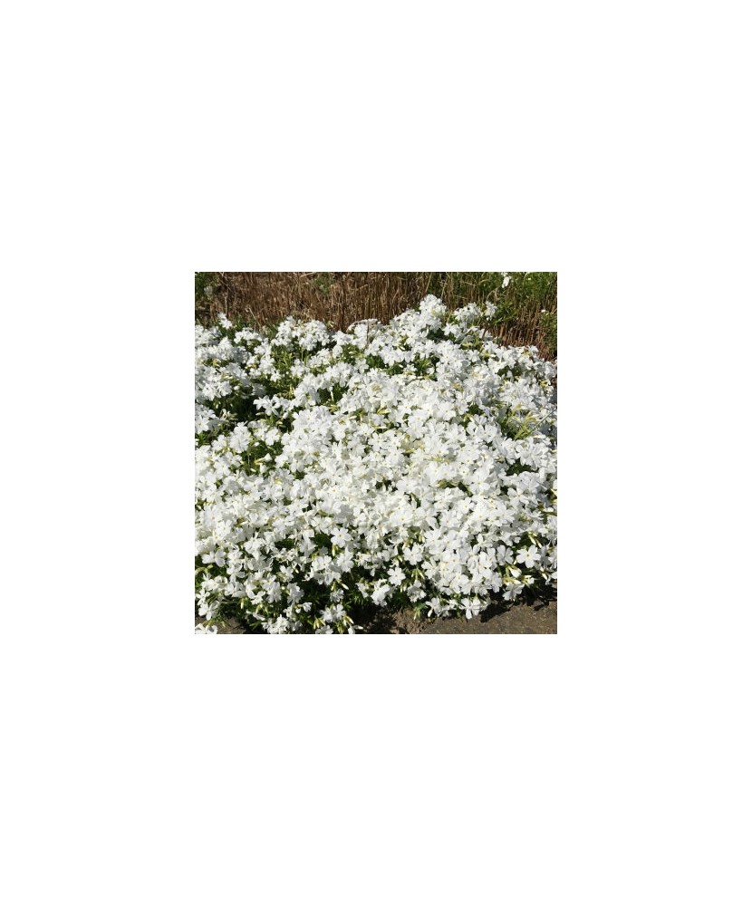 PHLOX SUBULATA ALB - GHIVECI