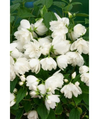 PHILADELPHUS SNOWBELLE -...