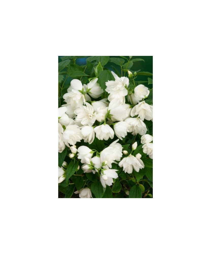 PHILADELPHUS SNOWBELLE - IASOMIE - ghiveci