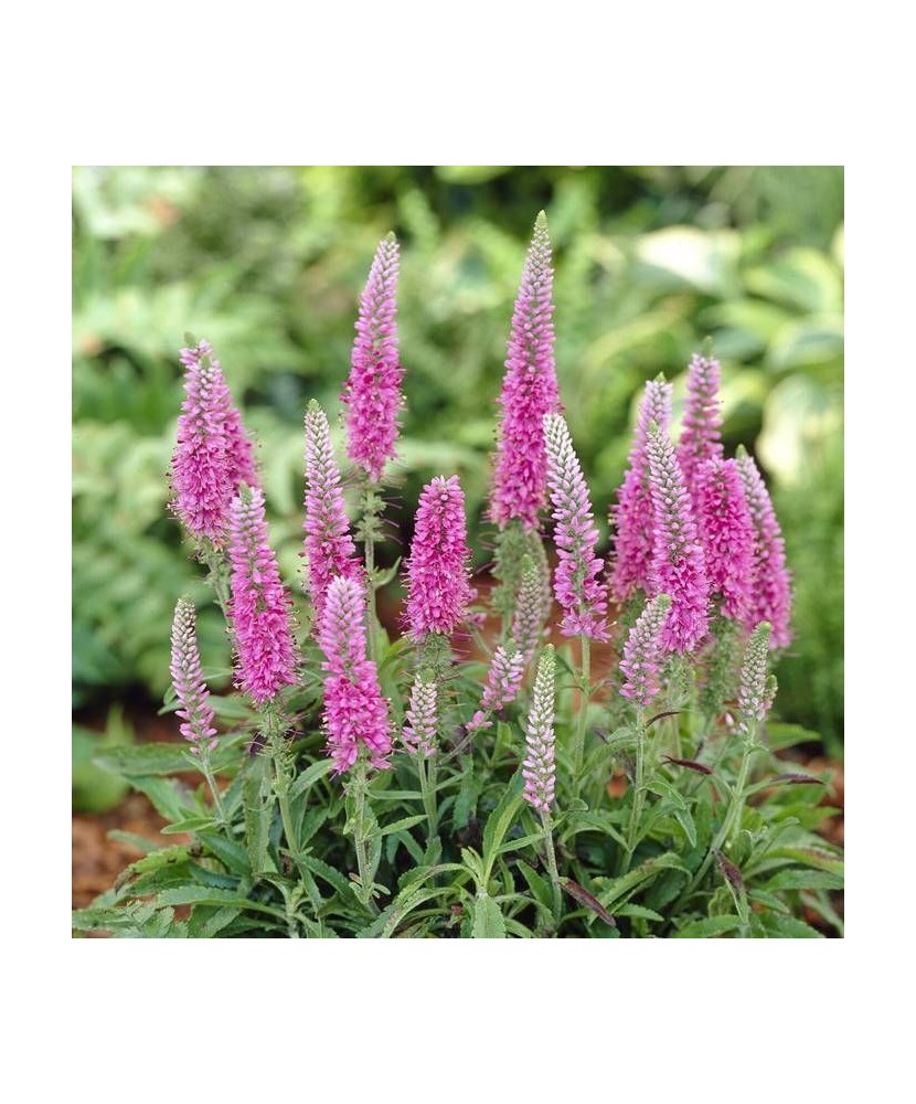 VERONICA SPICATA ROSE ZWERG - GHIVECI 2L