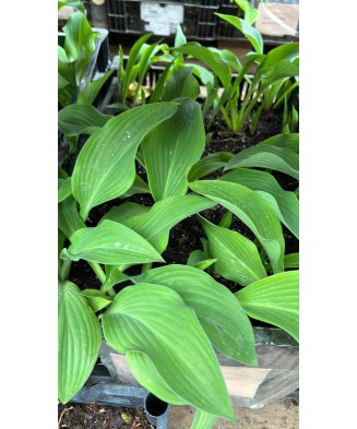 Hosta RIP.E, 1buc, planta la ghiveci 10cm