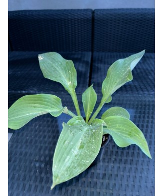 Hosta RIP.E, 1buc, planta la ghiveci 10cm
