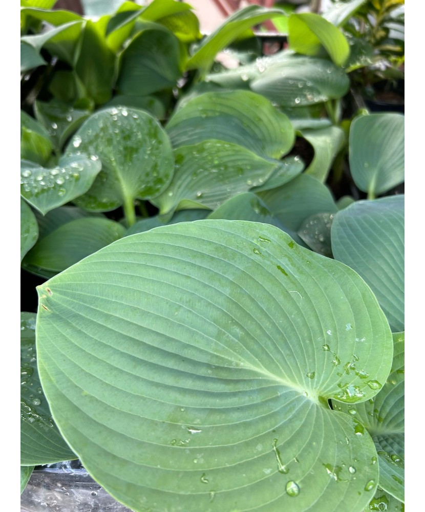 Hosta RSun, 1 buc, planta la ghiveci 10cm